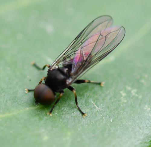 Réf. 300 634 : Pipunculus sp.